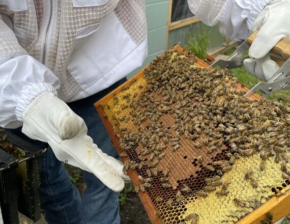 Checking brood on a frame