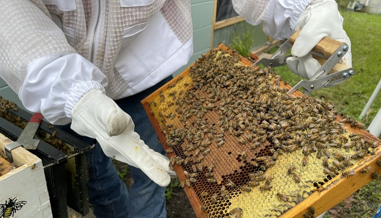 Checking brood on a frame