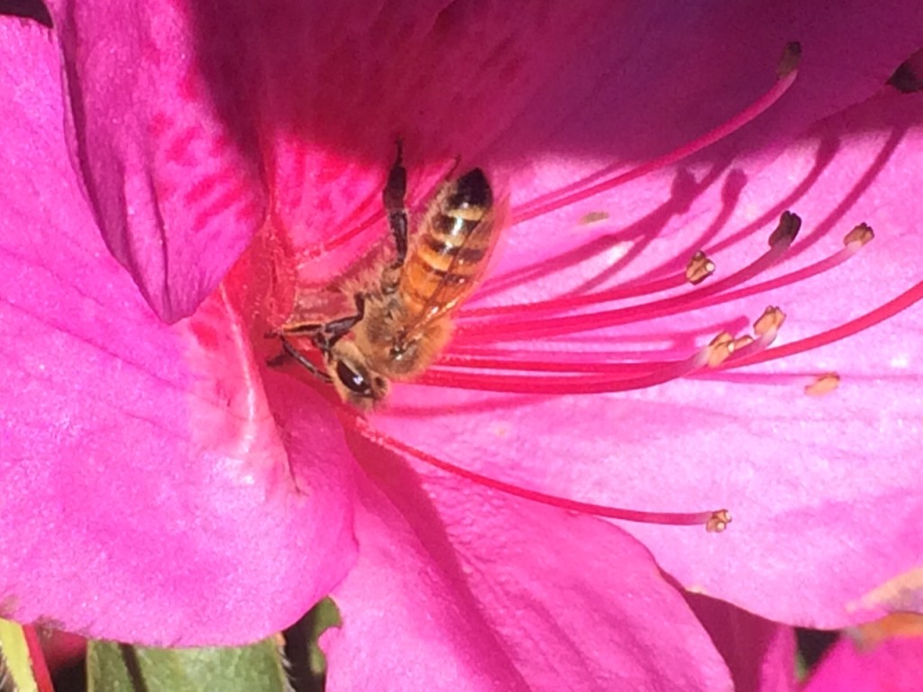 Bee gathering from an Azalea flower (Tom Hall)