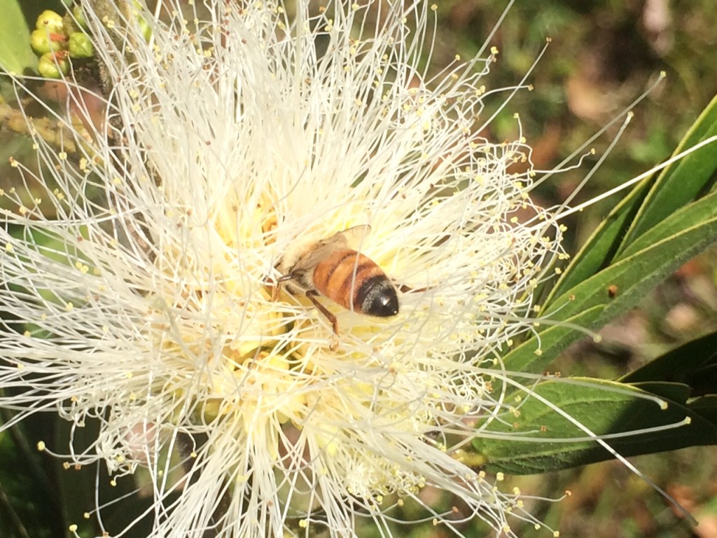 Bee gathering from a White Bottlebrush (Tom Hall)
