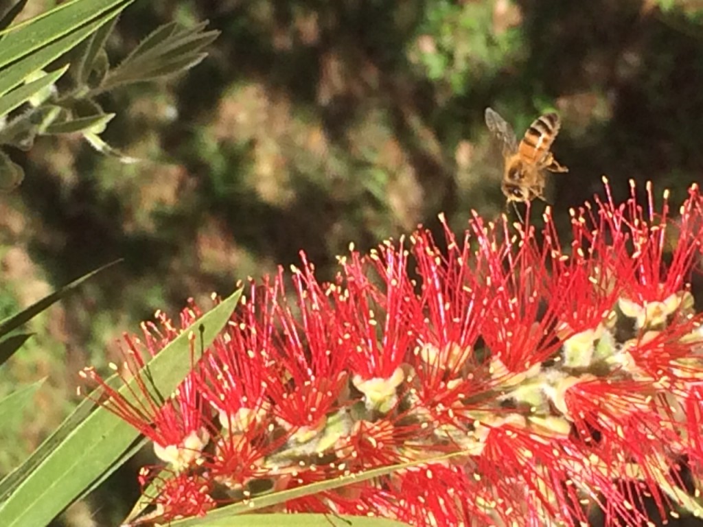 Bee on Red Bottlebrush (Tom Hall)