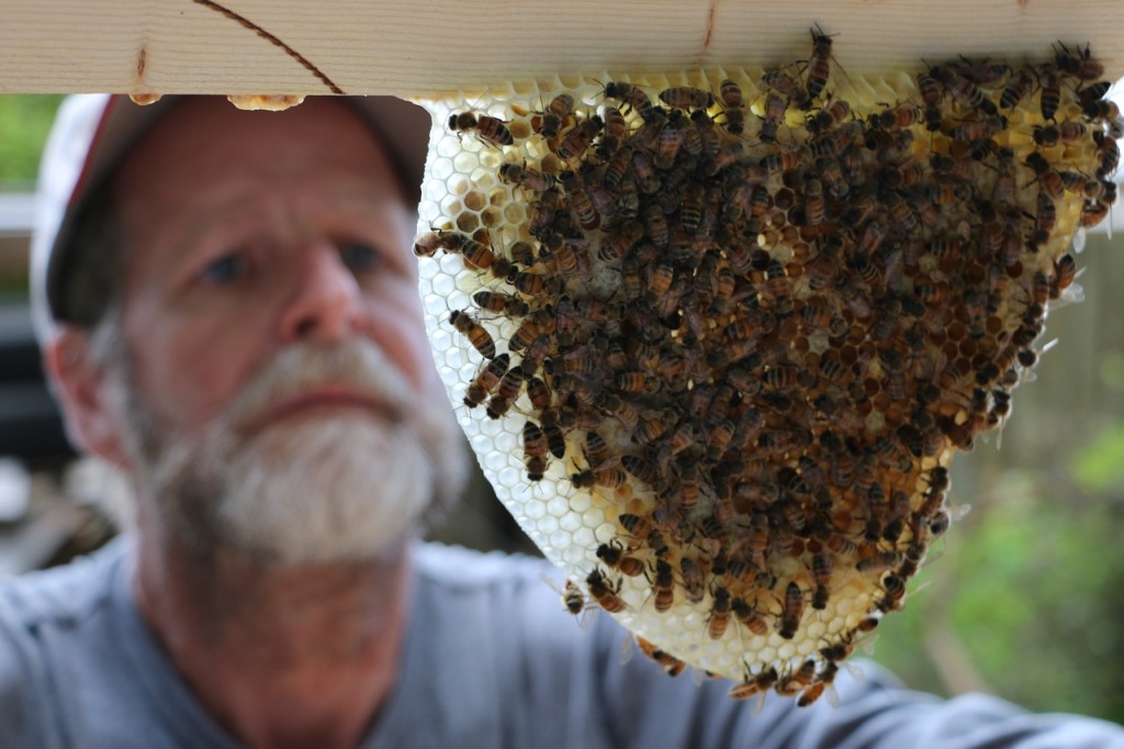 Jim Pescha inspecting his new top bar hive. (Stephen Clay McGehee)