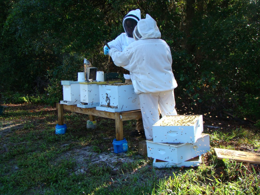 State Apiary Inspection By Lisa Reynes with Julie McClurg, AUG 2013 (Woody Glover)